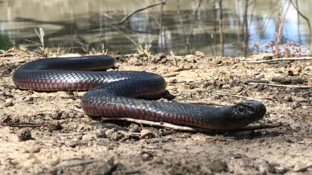 Does Australia Really Have the Deadliest Snakes? We Debunk 6 Common Myths