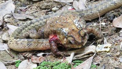 Horrified Scientists Watch Snakes Feasting on the Organs of Living Toads