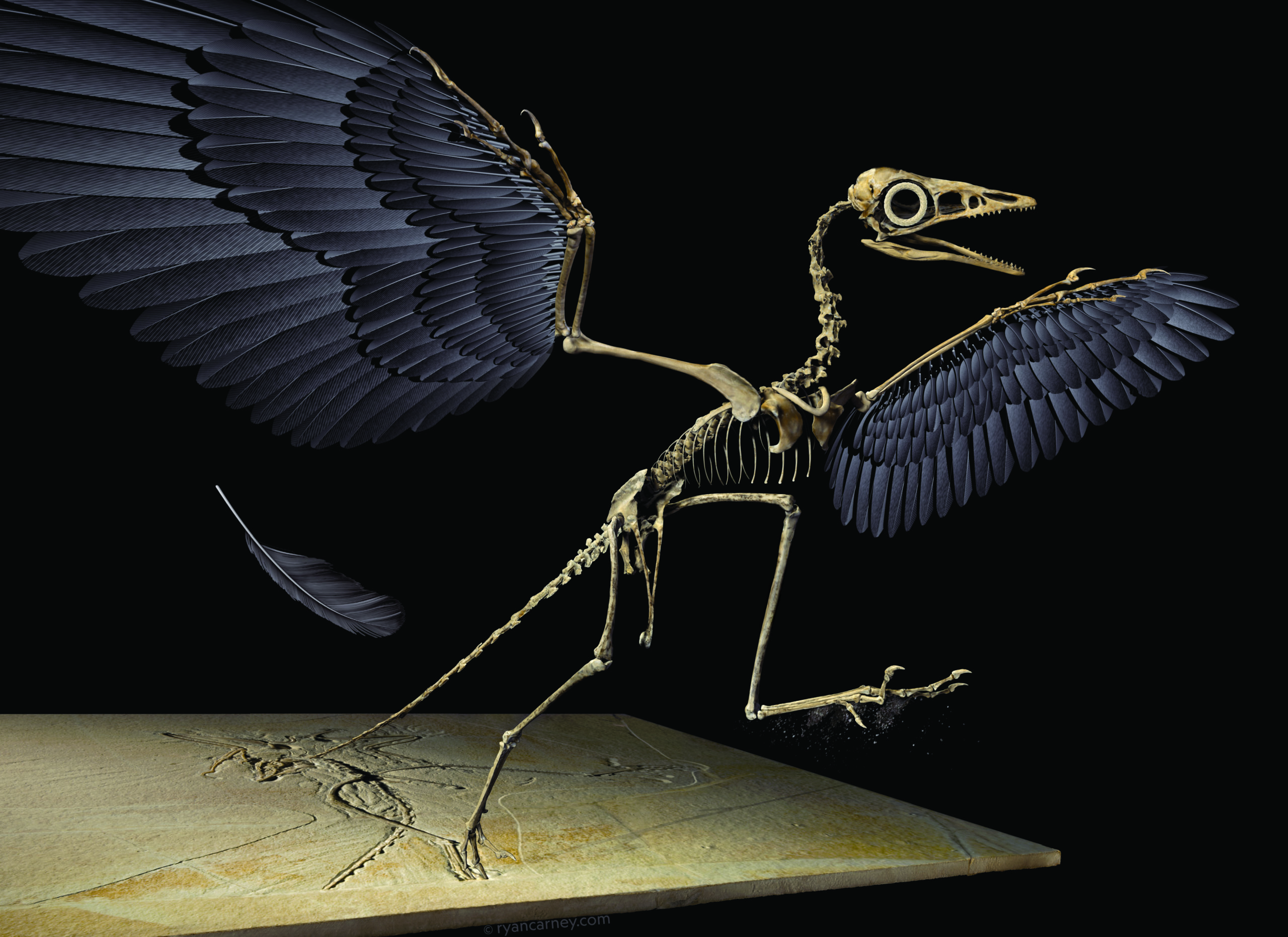 Artistic impression of an Archaeopteryx skeleton, including a falling primary covert feather.  (Image: Ryan Carney)