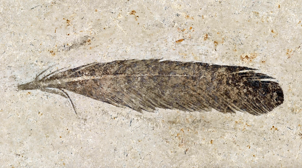 The famous fossil feather.  (Image: Museum für Naturkunde)