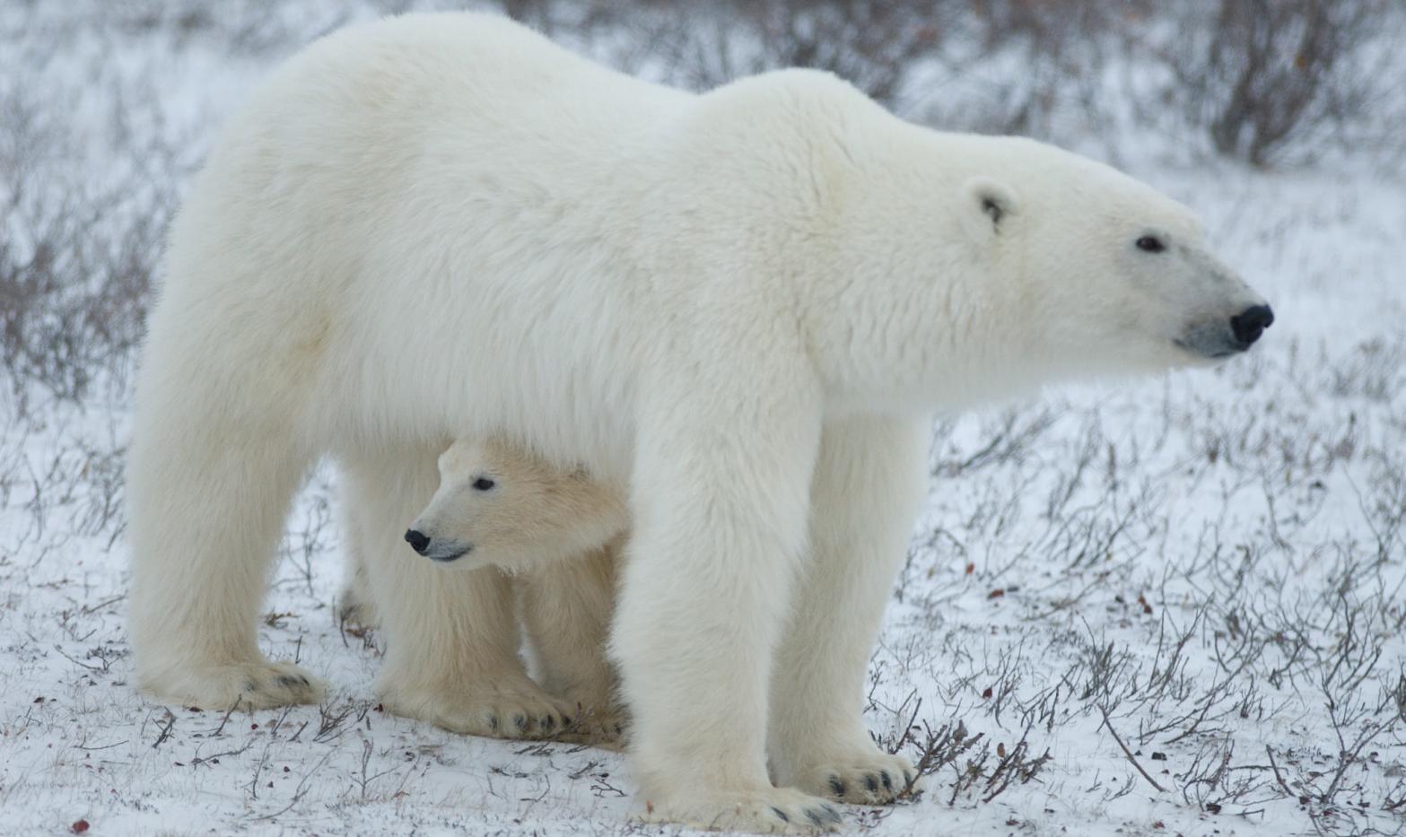 The Trump administration doesn't care about these guys. (Photo: BJ Kirschhoffer/Polar Bears International)