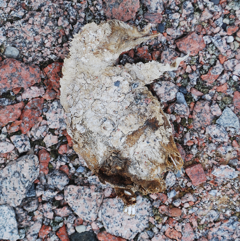 The remains of an ancient penguin chick, with much of its feathers and tissue still intact.  (Image: Steven Emslie.)