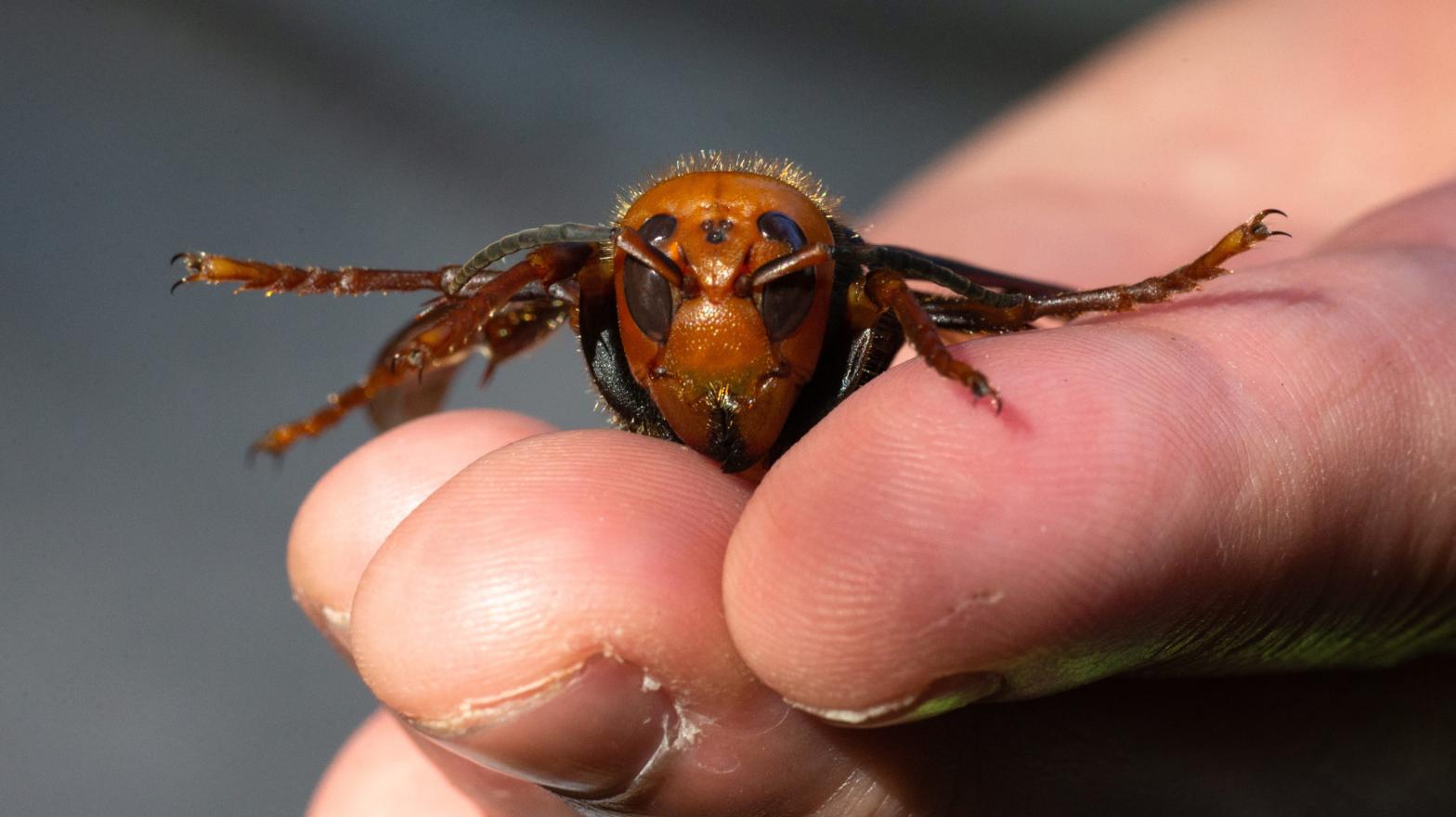 A sample specimen of a dead Asian giant hornet from Japan, also known as a murder hornet, is shown by a pest biologist from the Washington State Department of Agriculture on July 29, 2020 in Bellingham, Washington.  (Photo:  Karen Ducey , Getty Images)