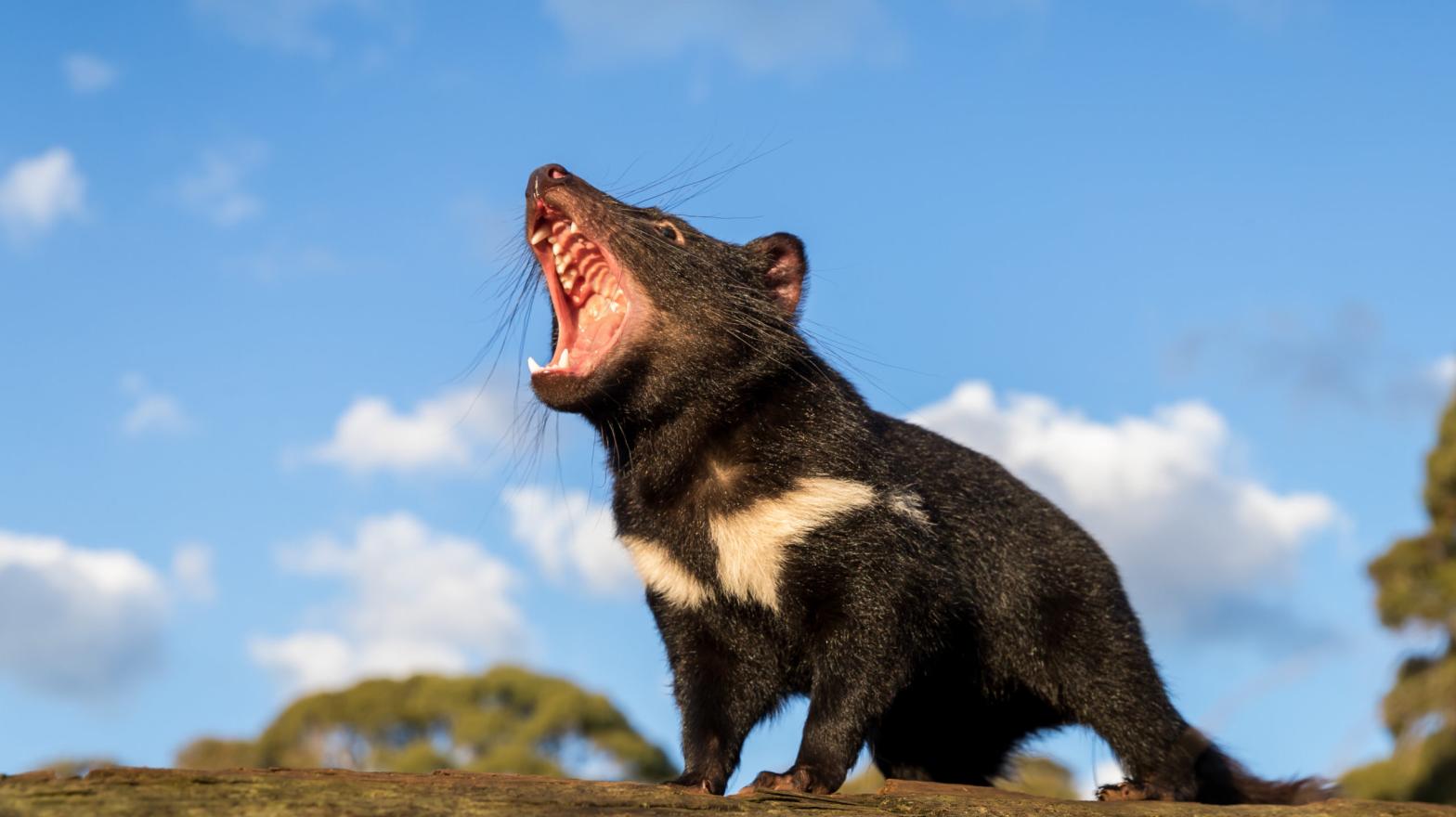 He scream. (Photo: Aussie Ark)