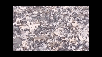 Hundreds of Dead Animals Washing Up on a Beach Is Russia’s Latest ‘Ecological Catastrophe’