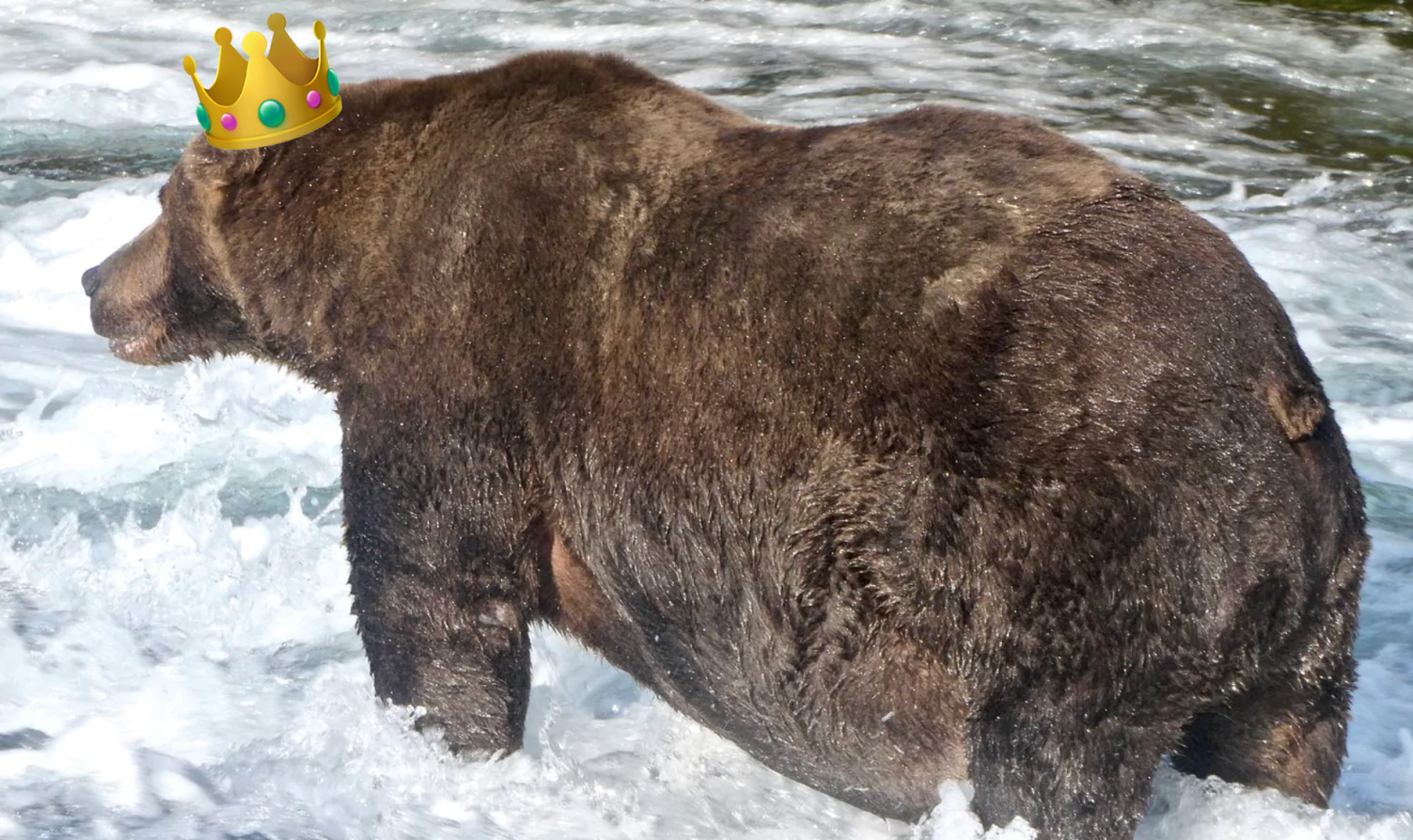 That's a fat bear. (Photo: National Park Service/Explore.org)