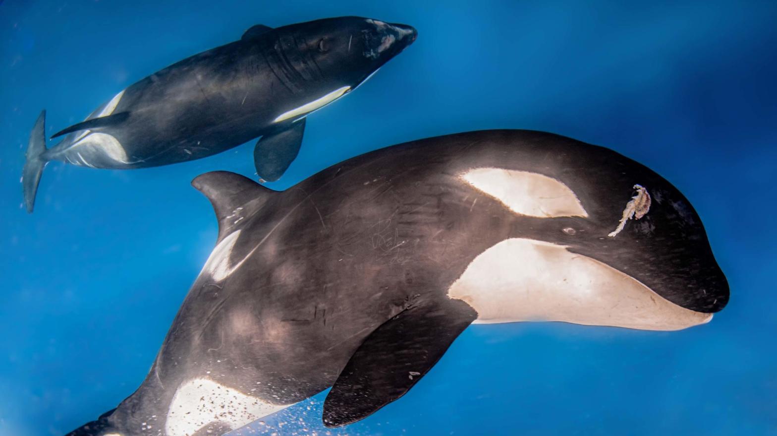 Two of the offending orcas, Gladis White and Gladis Black, exhibiting recent injuries.  (Image: Rafael Fernández/International Working Group of Atlantic Orcas)