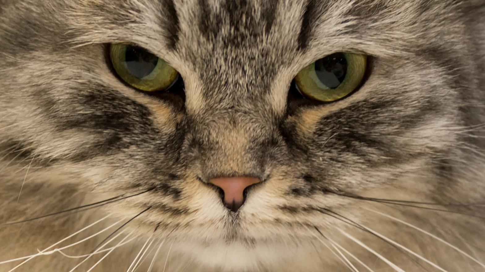 For both cats and people, the eyes may be the way to their heart.  (Photo: Oli Scarff, Getty Images)