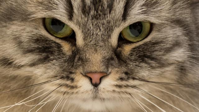 Cats Carry Deadly Diseases, and It’s Costing Australia $6 Billion Every Year