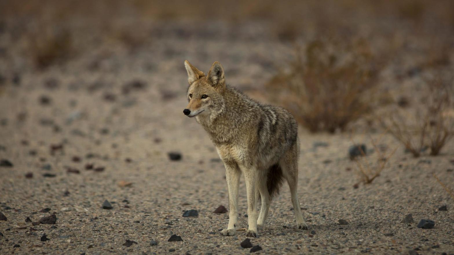 Among the animals the Wildlife Services program killed this year are 61,882 adult coyotes, plus an unknown number of coyote pups in 251 destroyed dens. (Photo: David McNew, Getty Images)