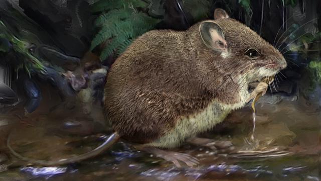 These Semi-Aquatic Mice Are as Fascinating as They Are Adorable
