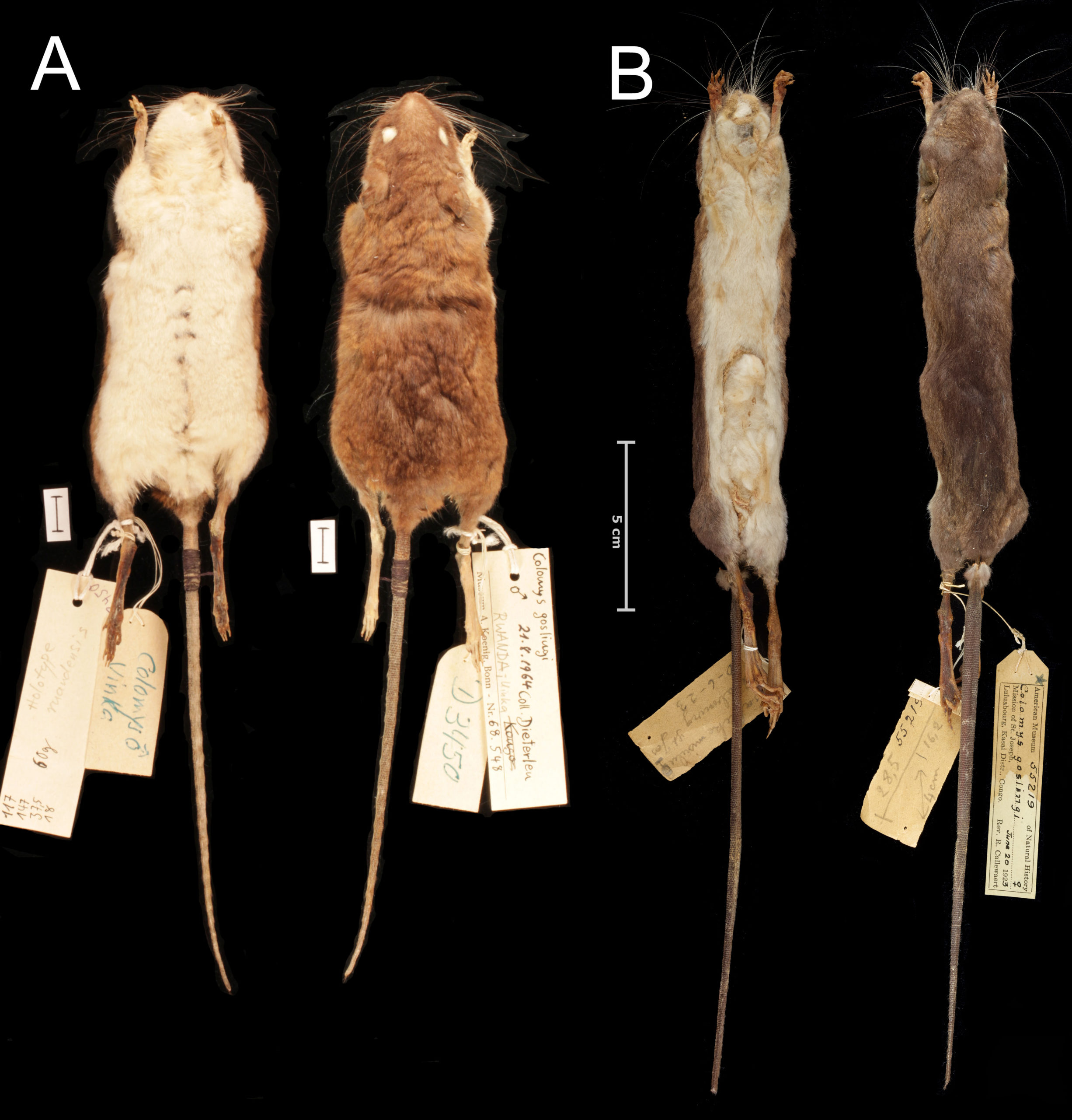 Specimens of the stilt mice studied in the new paper. The previously known species C. goslingi is on the left, and the newly described species C. lumumbai is on the right. (Image: T. C. Giarla et al., 2020)