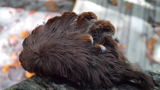 A Caterpillar With Vomit-Inducing Poison Fur Is Taking Over Virginia