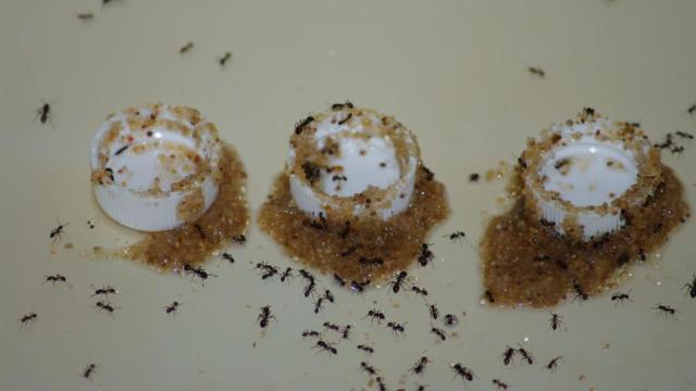 Ants Construct Ingenious Contraption to Keep Themselves From Drowning