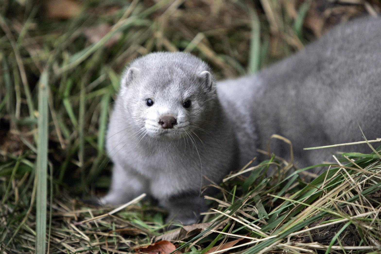 A mink that was released from a breeding facility in the eastern German town of Grabow by an unknown group in October 2007. (Photo: Jen Schlueter/DDP/AFP , Getty Images)
