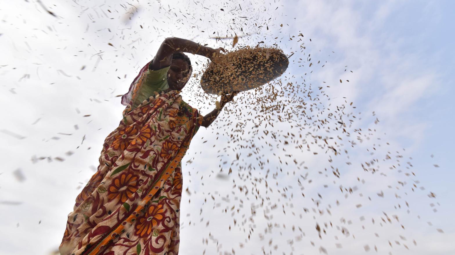 An Indian farmer dries harvested rice from a paddy field in Assam. (Photo: Biju Boro/AFP, Getty Images)