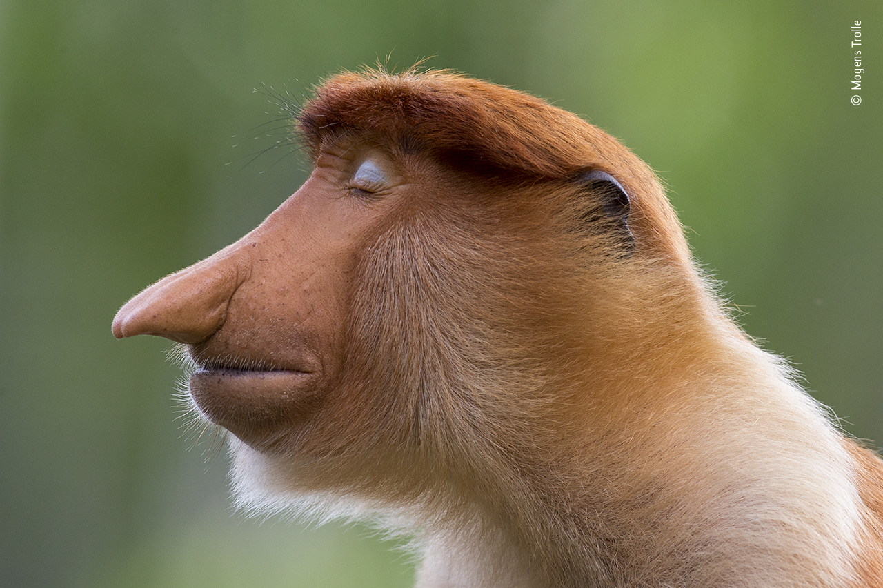 This monkey is my role model. (Photo: © Mogens Trolle/Wildlife Photographer of the Year 2020)