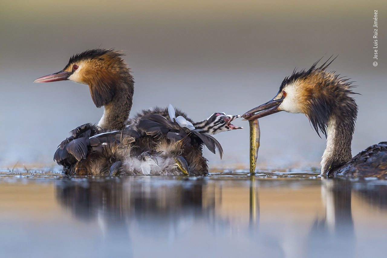 More good birds. (Photo: © Jose Luis Ruiz Jiménez/Wildlife Photographer of the Year 2020)