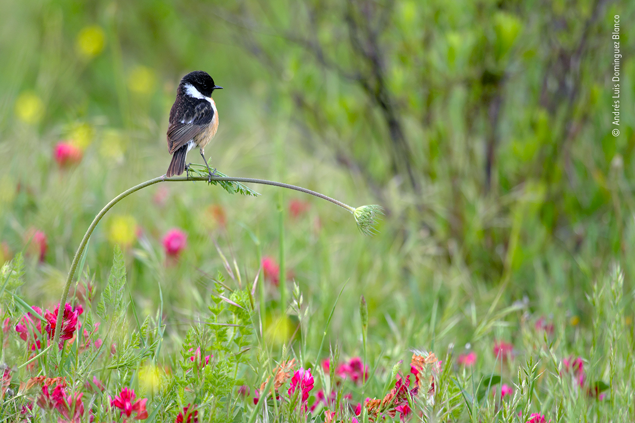 I love this bird! (Photo: Andrés Luis Dominguez Blanco/Wildlife Photographer of the Year 2020)