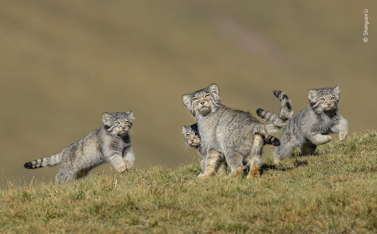 These guys look like TY beanie babies. (Photo: © Shanyuan Li/Wildlife Photographer of the Year 2020)