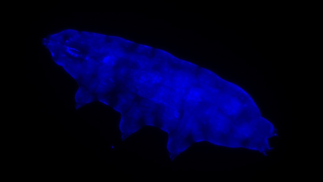 A newly described tardigrade glows in blue under UV light.  (Image: H R. Suma et al., 2020/Biology Letters)