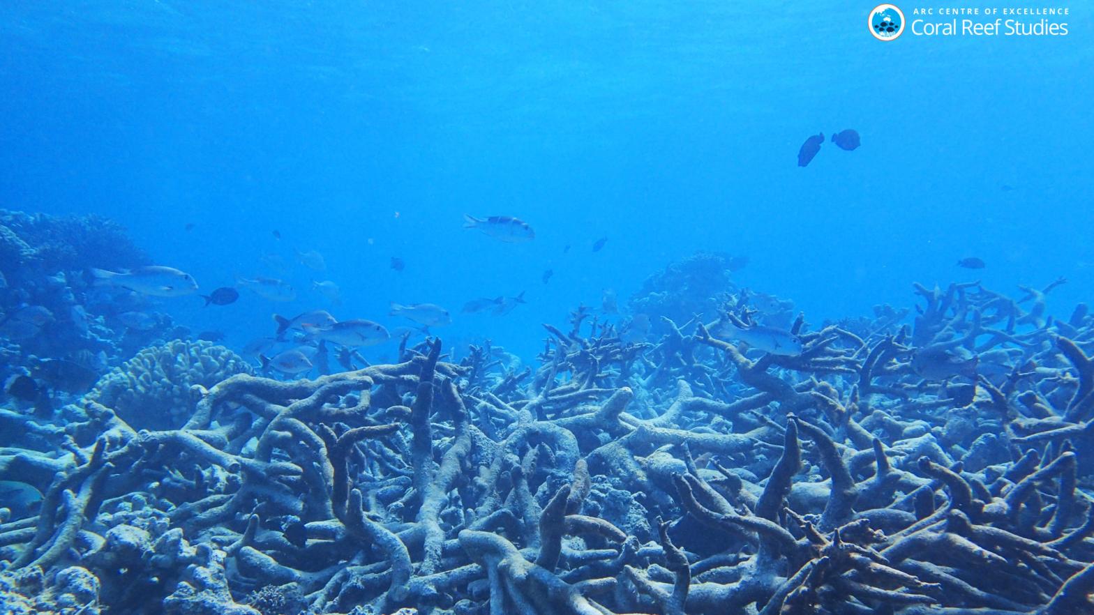 A staghorn coral graveyard. (Photo: ARC Centre for Excellence)