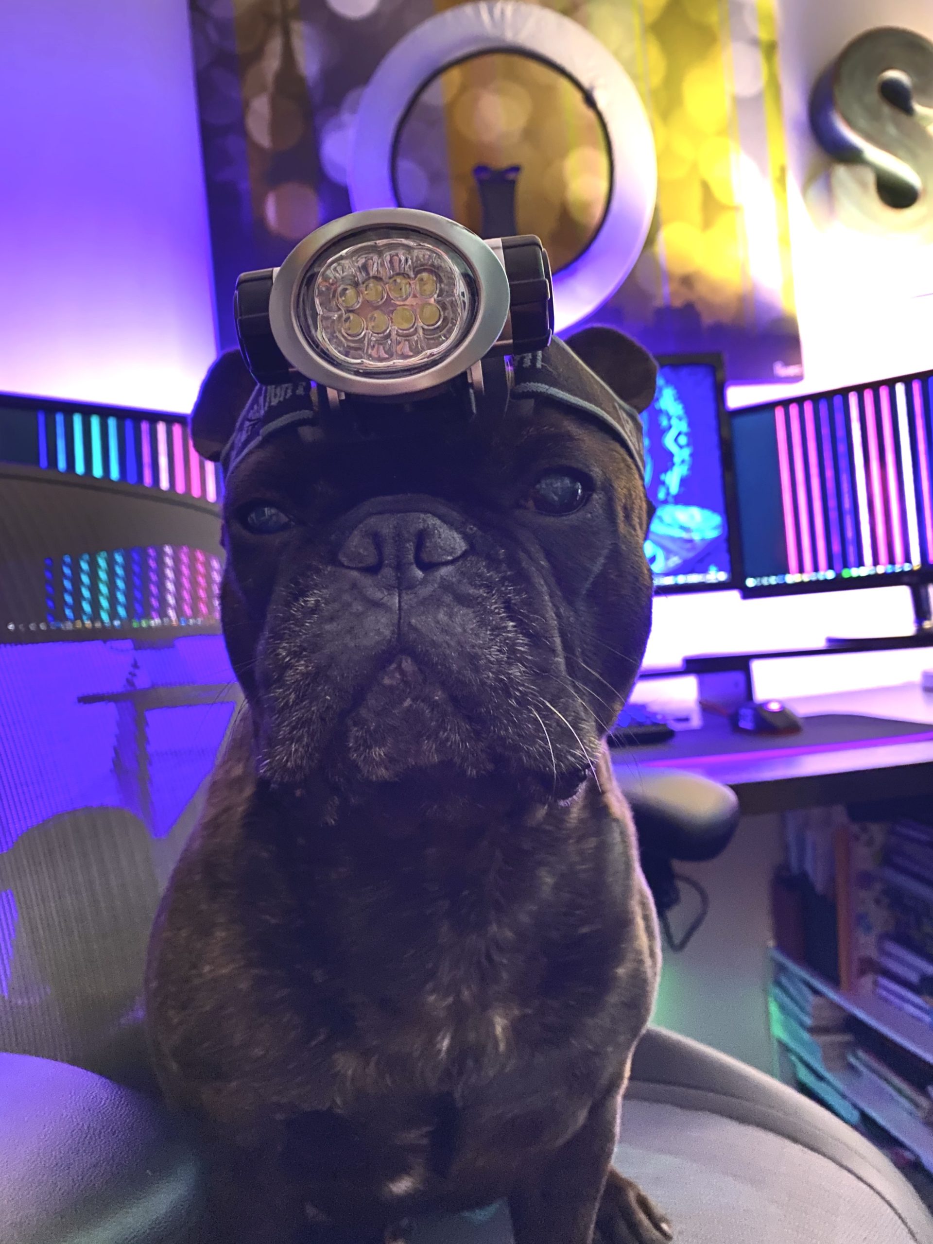 The author's pup, Remy, modelling a headlamp. (Photo: Sarah Jacobsson Purewal)