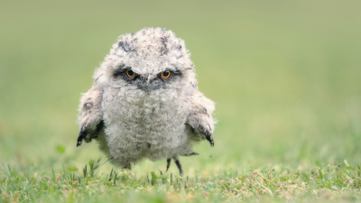 8 Surprising Tawny Frogmouth Facts