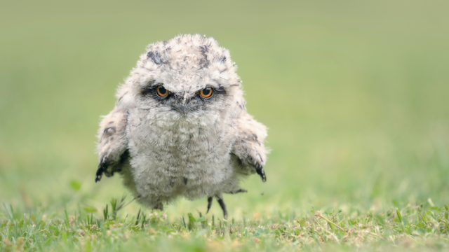 8 Surprising Tawny Frogmouth Facts