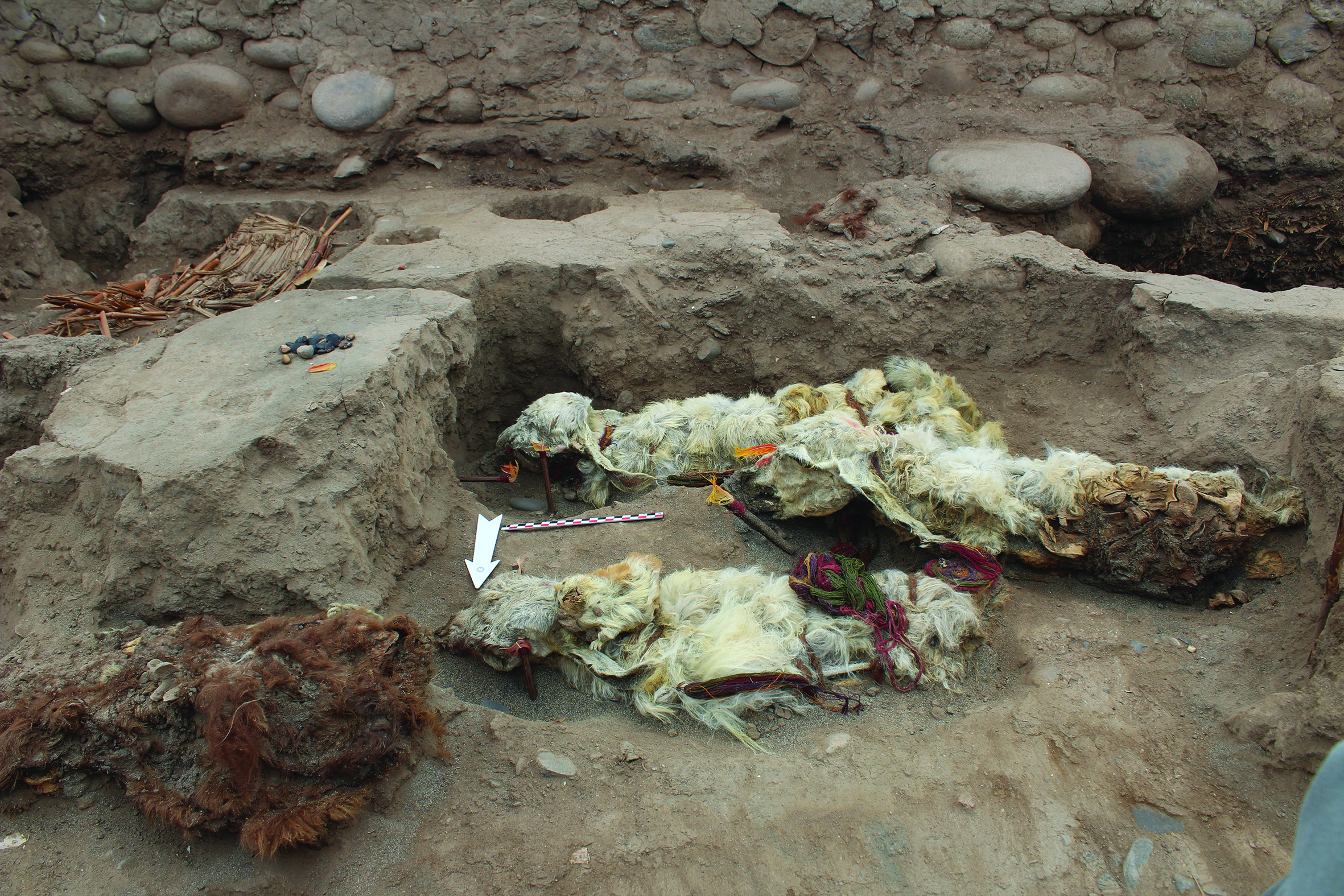 The sacrificial llamas were found beneath the floor of an ancient structure.  (Image: L. M. Valdez)