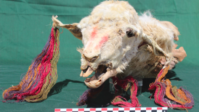 Four Llamas Sacrificed in Inca Ritual Found Preserved 500 Years Later