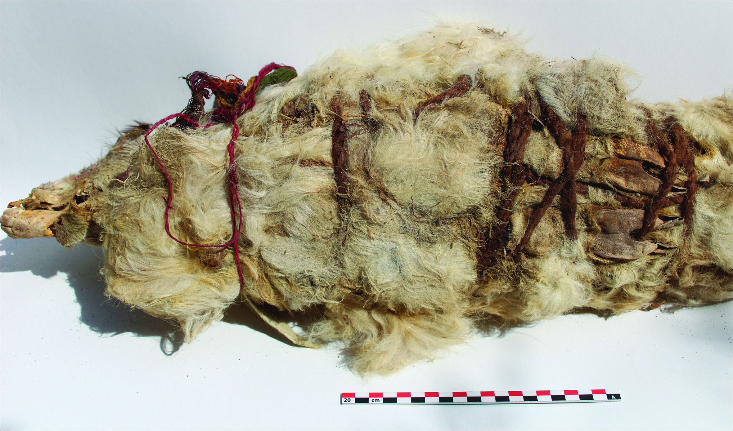 The remains of a white llama found at the site.  (Image: L. M. Valdez)