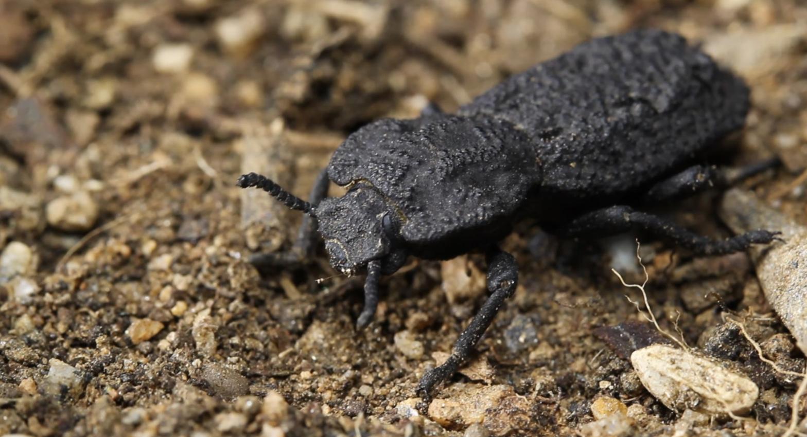 A diabolical ironclad beetle. (Image: David Kisailus/UCI)