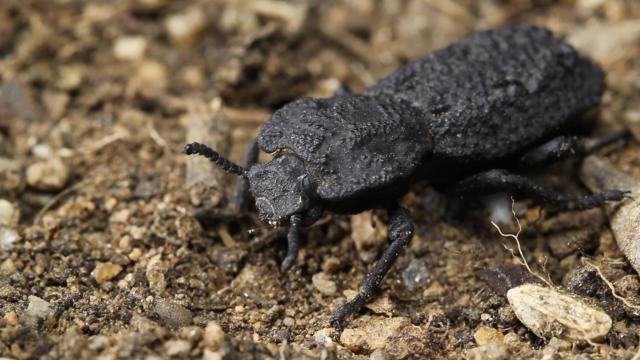 How This Uncrushable Beetle Can Survive Being Run Over by a Car