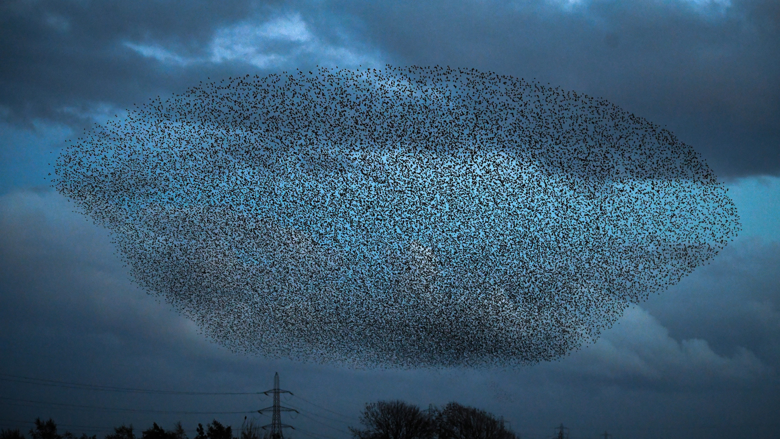 The murmuration captured in these photos took place in Scotland, but you can find the birds in the U.S. as well. (Photo: Jeff J Mitchell, Getty Images)
