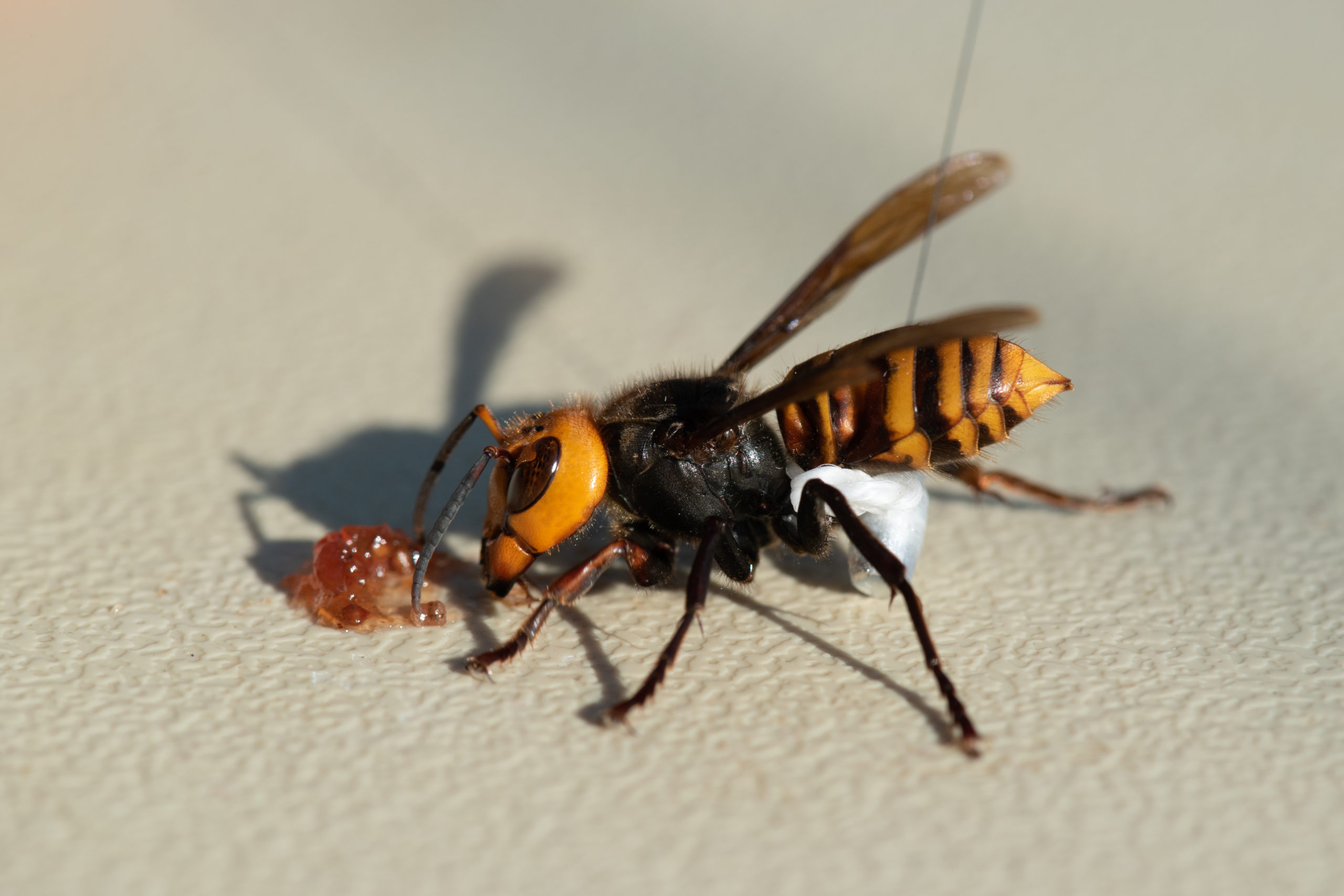 One of the Asian giant hornets captured by entomologists from the Washington State Department of Agriculture this week (Photo: Washington State Dept. of Agriculture)