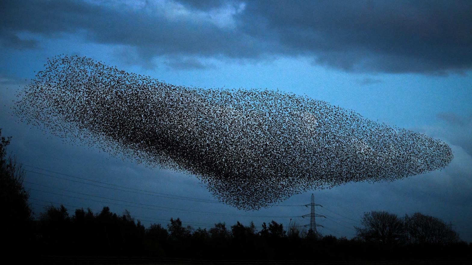 Starlings put on a display as they gather in murmurations on October 20, 2020 in Gretna, Scotland. (Photo: Jeff J Mitchel, Getty Images)