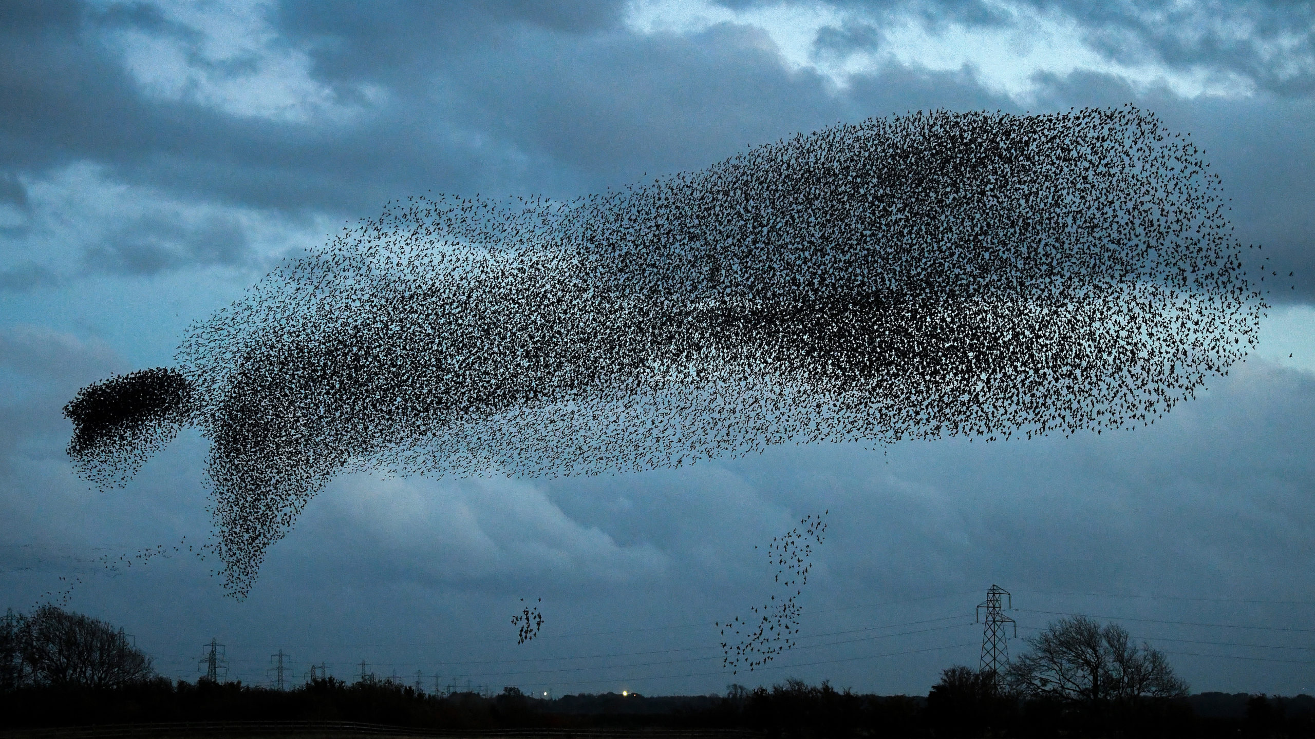 Scientists and experts believe that starlings flock in murmurations for various reasons, such as warding off predators, staying warm or sharing roosting site information. (Photo: Jeff J Mitchell, Getty Images)