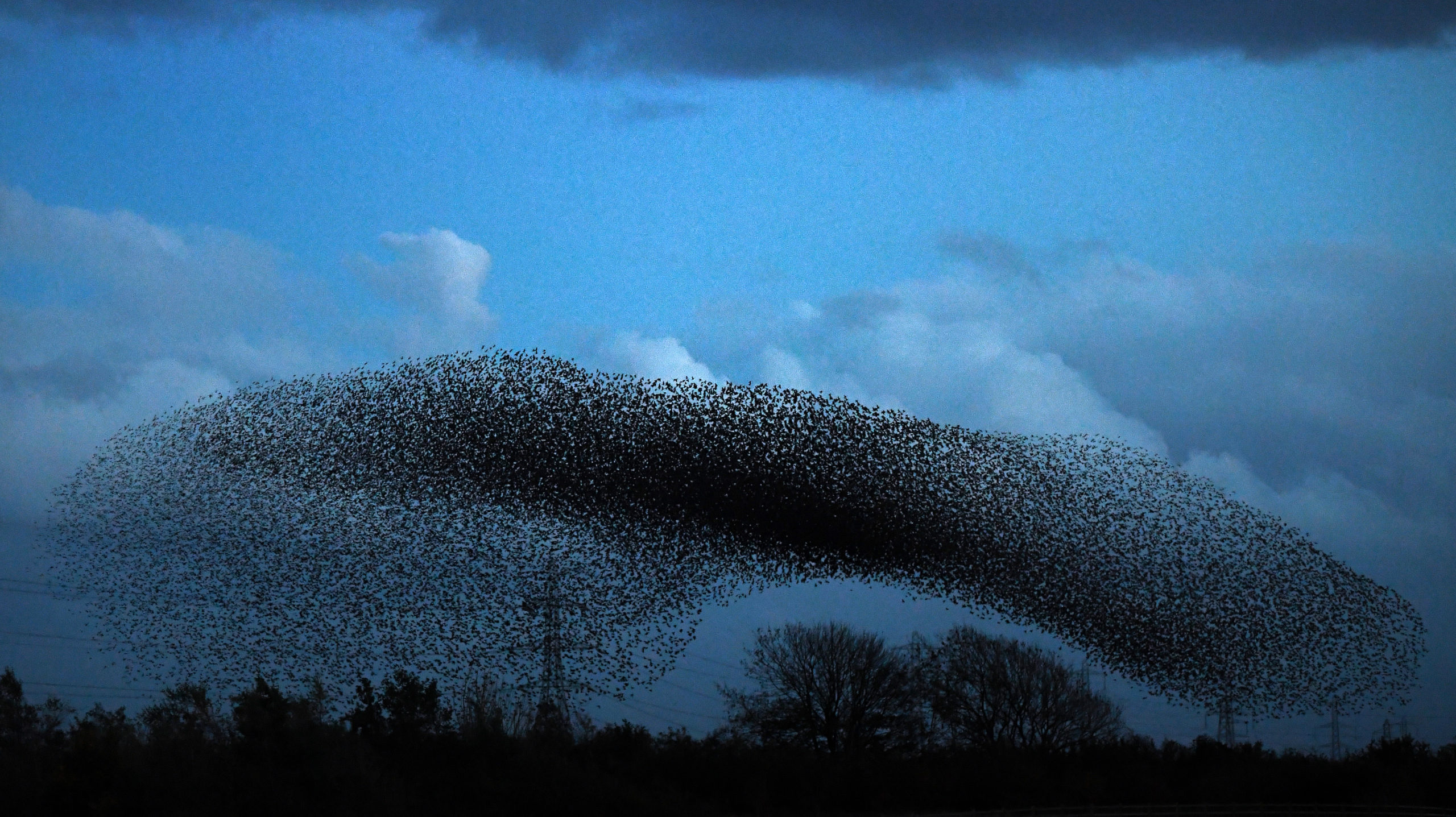 While we don't know the exact reason starlings act this way, until we do, we can still enjoy the show. (Photo: Jeff J Mitchell, Getty Images)