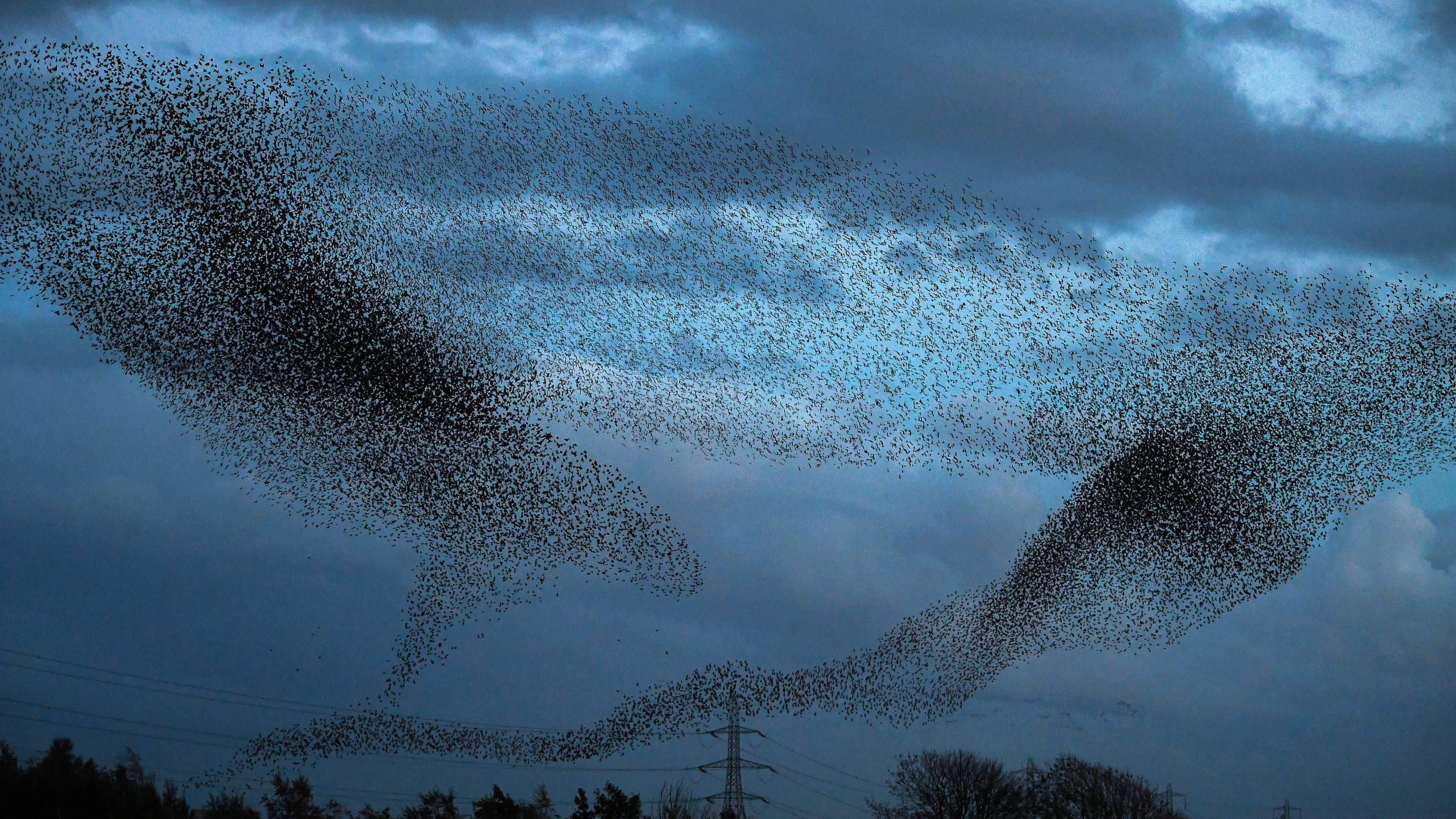 Although starlings appear to be black from a distance, their plumage also has glossy shades of purple and green. (Photo: Jeff J Mitchell, Getty Images)