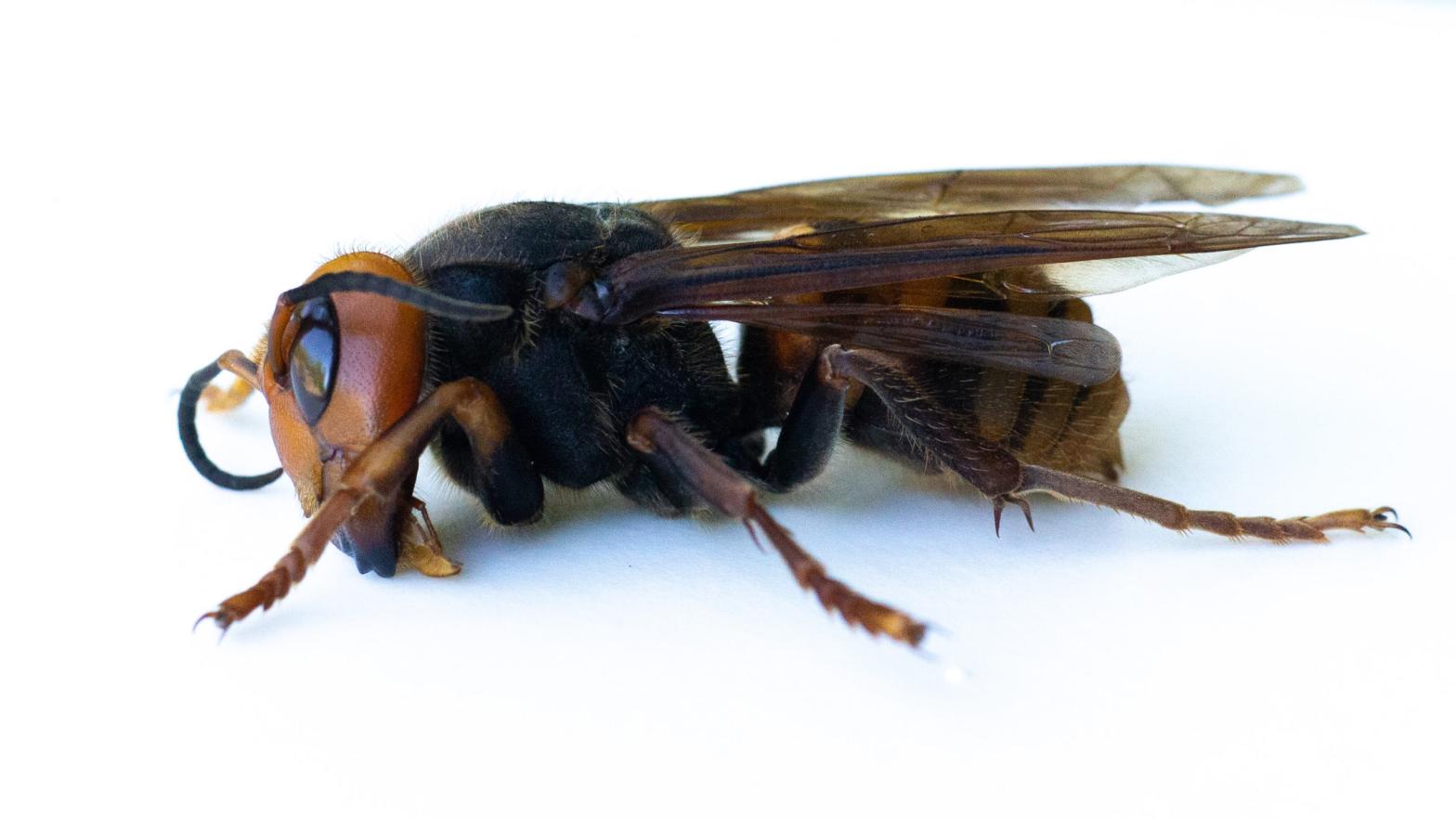 A dead specimen of Vespa mandarinia, aka the Asian Giant Hornet, aka the Murder Hornet, collected by entomologists from the Washington State Department of Agriculture this past July.  (Image: Karen Ducey, Getty Images)