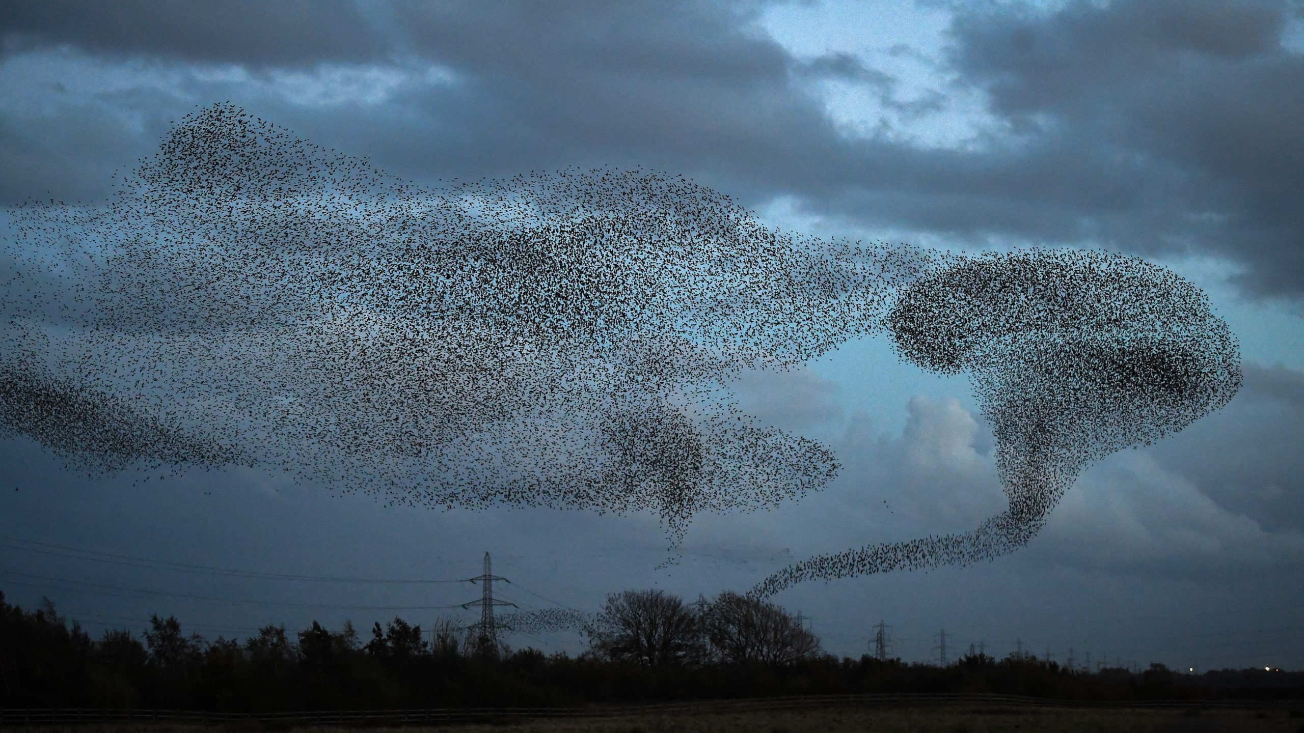 Even though a murmuration can involve thousands of starlings, some scientists suggest that they only coordinate with their seven closest neighbours. (Photo: Jeff J Mitchell, Getty Images)