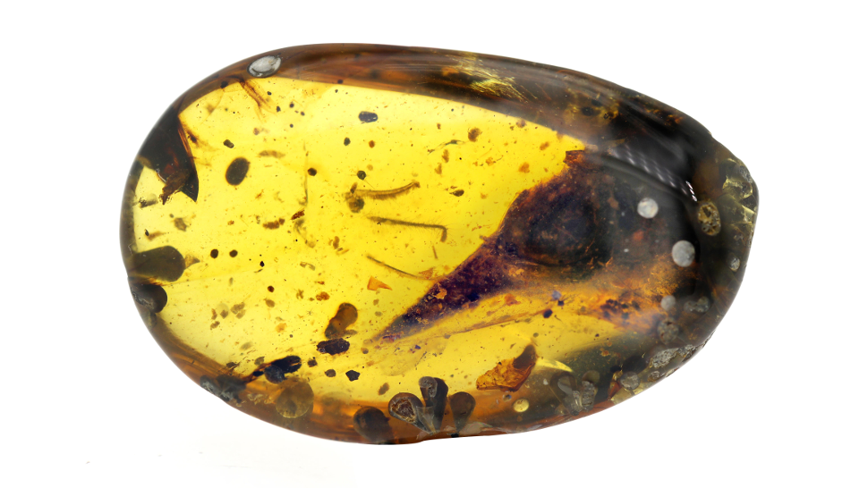 A preserved skull in 99-million-year-old Burmese amber. (Image: Lida Xing)