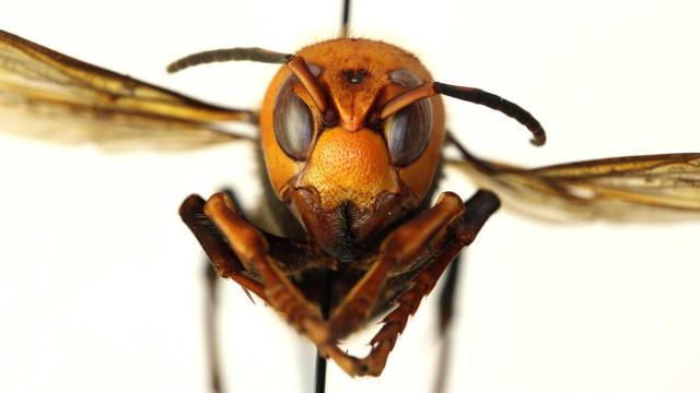 Washington Scientists Vacuum Murder Hornets Out of First Nest Discovered Stateside