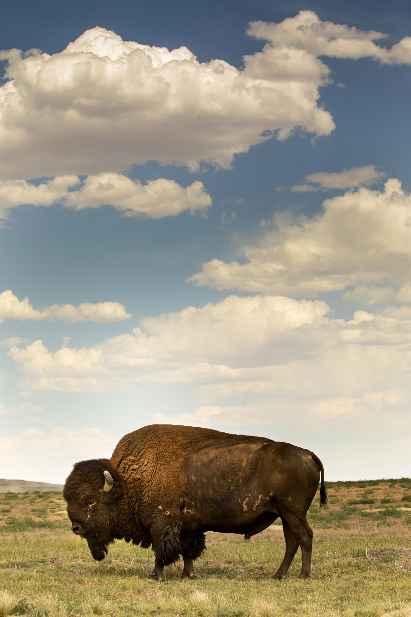 A buffalo at Rocky Mountain Arsenal National Wildlife Refuge, Colorado (Photo: Ian Shive)