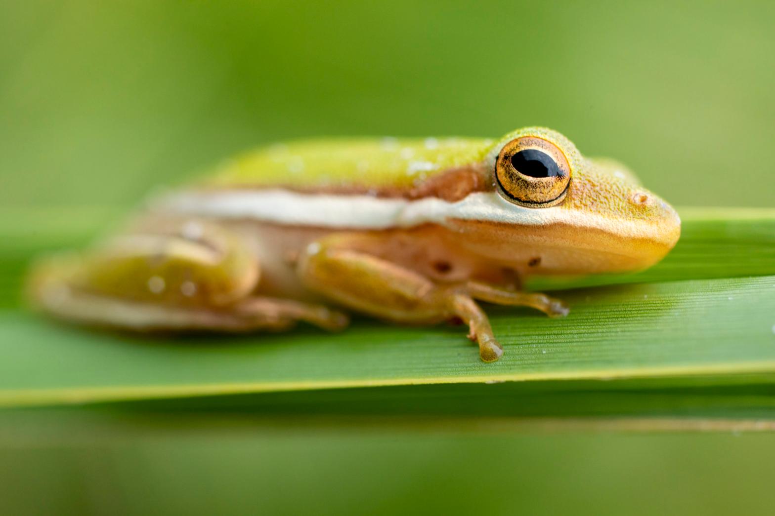 A frog photographed at Merritt Island National Wildlife Refuge, Florida. (Photo: Ian Shive)