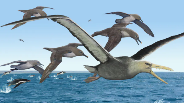 Giant ‘Toothed’ Birds Flew Over Antarctica 40 Million to 50 Million Years Ago