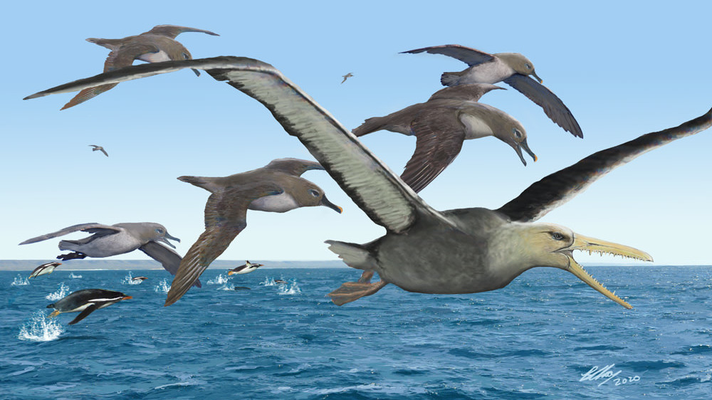 An artist's depiction of a pelagornithid, with its prominent toothed beak, being harassed by ancient albatrosses.  (Illustration: Brian Choo)