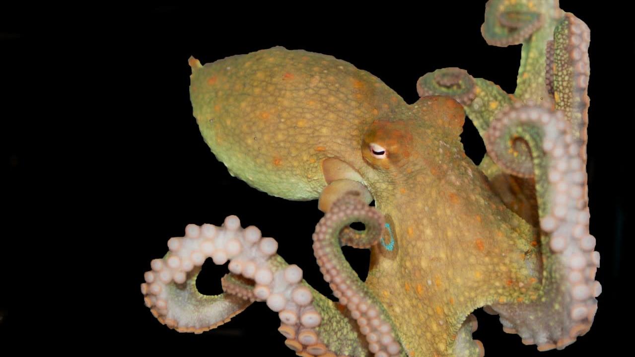 An octopus.  (Image: Lena van Giesen)
