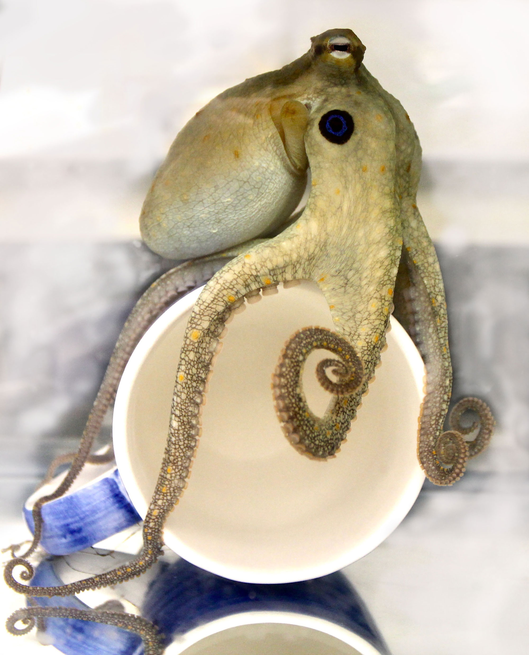 An octopus investigating a coffee cup.  (Image: Lena van Giesen)